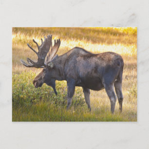 VS, Colorado, Cameron Pass. Eland mannetjeseland Briefkaart
