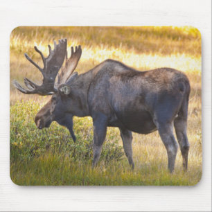 VS, Colorado, Cameron Pass. Eland mannetjeseland Muismat