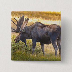 VS, Colorado, Cameron Pass. Eland Vierkante Button 5,1 Cm