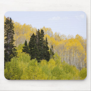 VS, Colorado, Gunnison National Forest, langs 2 Muismat