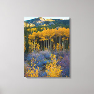 VS, Colorado. Helder gele esp in Rocky Mountains Canvas Afdruk