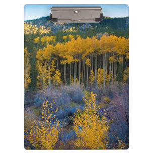 VS, Colorado. Helder gele esp in Rocky Mountains Klembord