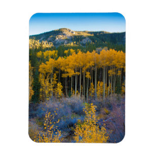 VS, Colorado. Helder gele esp in Rocky Mountains Magneet