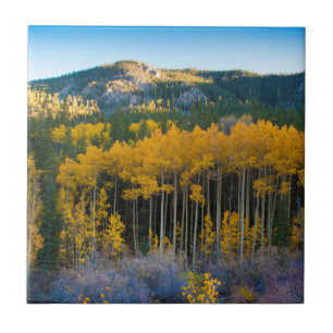 VS, Colorado. Helder gele esp in Rocky Mountains Tegeltje