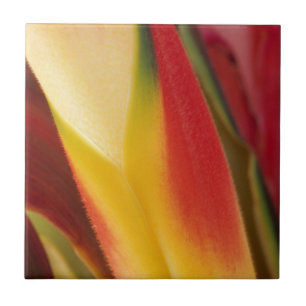 VS, Colorado, Lafayette, close-up van heliconia Tegeltje