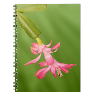 VS, Colorado, Lafayette. Kerstcactus Notitieboek