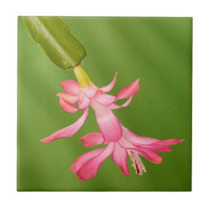 VS, Colorado, Lafayette. Kerstcactus Tegeltje