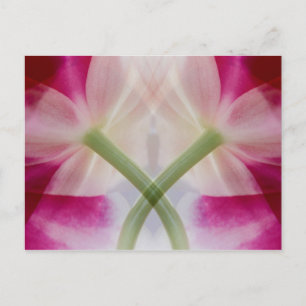 VS, Colorado, Lafayette. Orchidee Briefkaart