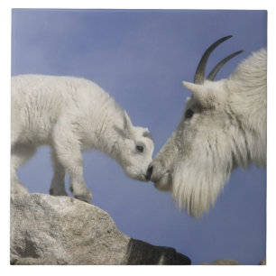 VS, Colorado, Mount Evans. Moeder van berggeit Tegeltje