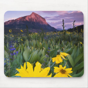 VS, Colorado, Mt. Crested Butte Muismat