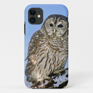 VS, Colorado. Portret van gestreepte bosuil op tak iPhone 11 Hoesje