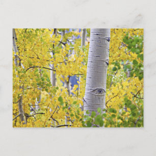 VS, Colorado, Rocky Mountains. Intieme esp 2 Briefkaart