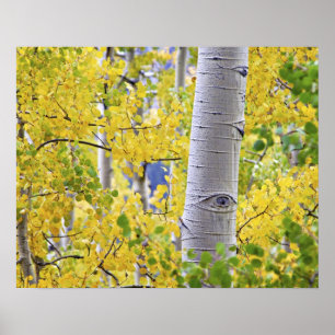 VS, Colorado, Rocky Mountains. Intieme espen 2 Poster
