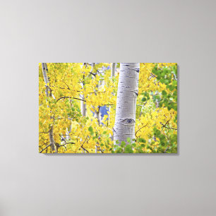 VS, Colorado, Rocky Mountains. Intieme espot 2 Canvas Afdruk