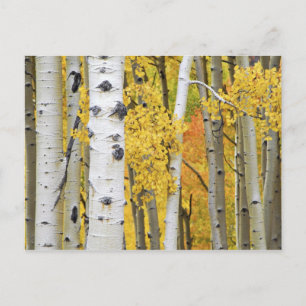 VS, Colorado, Rocky Mountains. Intieme espot Briefkaart