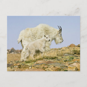 VS, Colorado, Rocky Mountains, Mount Evans, Briefkaart