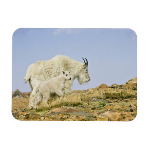 VS, Colorado, Rocky Mountains, Mount Evans, Magneet