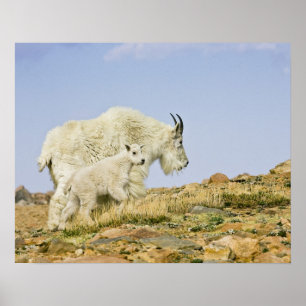 VS, Colorado, Rocky Mountains, Mount Evans, Poster