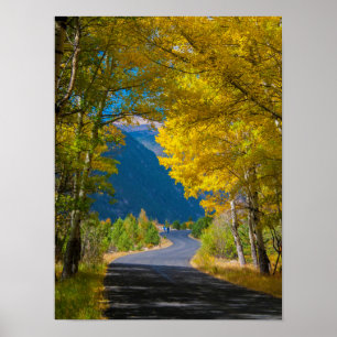 VS, Colorado. Weg geflankeerd door espes Poster