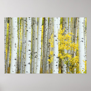 VS, Colorado, White River National Forest, Poster