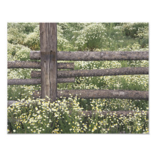 VS, Colorado, Wilde kamille rondom houten hek Foto Afdruk
