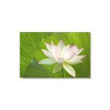 VS, DC, Washington, Kenilworth Aquatic