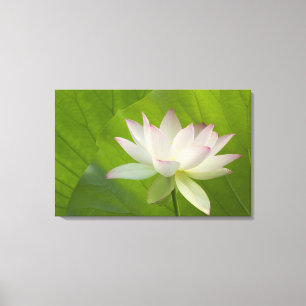 VS, DC, Washington, Kenilworth Aquatic Canvas Afdruk