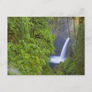 VS, Eagle Creek, Columbia Gorge, Oregon. 2 Briefkaart