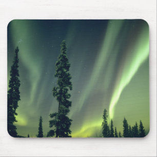 VS, Fairbanks gebied, Centraal Alaska, Aurora Muismat