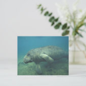 VS, FL, Manatee Briefkaart (Staand voorkant)