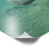 VS, FL, Manatee Foto Afdruk (Hoek)