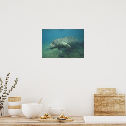 VS, FL, Manatee Poster (Keuken)