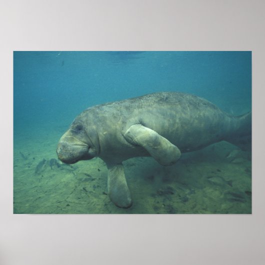VS, FL, Manatee Poster (Voorkant)