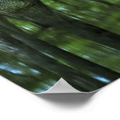 VS, Florida, Apalachicola National Forest, Bald Poster (Hoek)