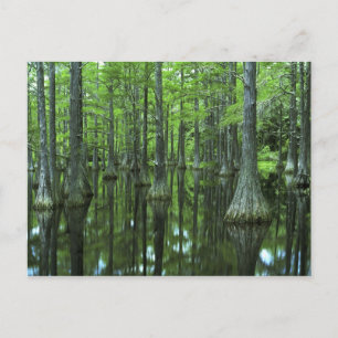 VS, Florida, Apalachicola National Forest, Kaal Briefkaart