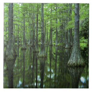 VS, Florida, Apalachicola National Forest, Kaal Tegeltje