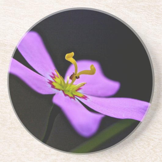 VS, Florida, Big Cypress National Preserve Zandsteen Onderzetter (Voorkant)