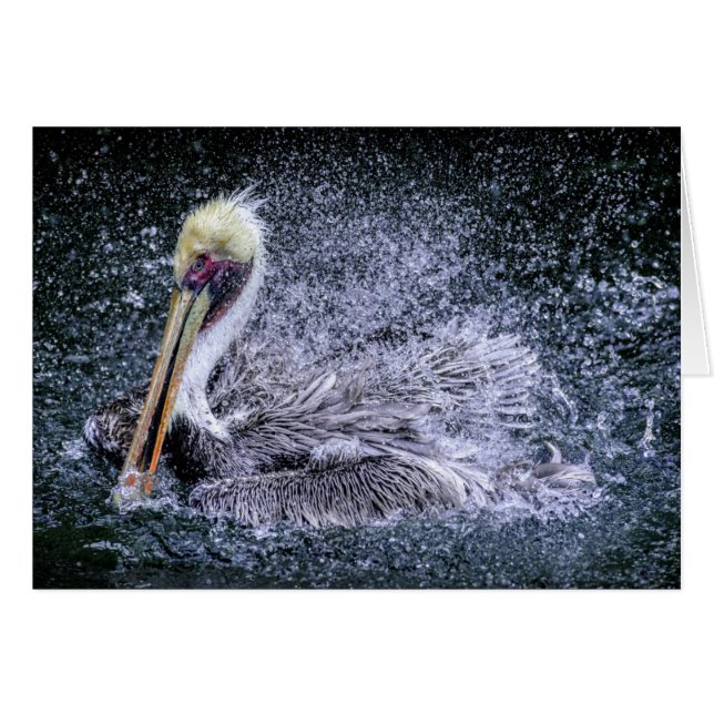 VS, Florida. Brown Pelican (Voorkant Horizontaal)