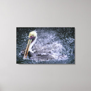 VS, Florida. Bruine Pelikaan Canvas Afdruk