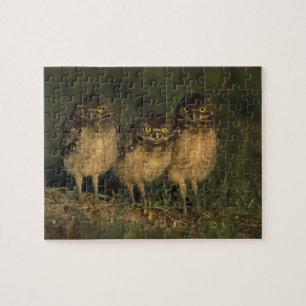 VS, Florida, Cape Coral. Drie Holenuilen Legpuzzel