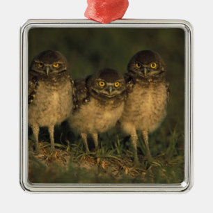 VS, Florida, Cape Coral. Drie Holenuilen Metalen Ornament