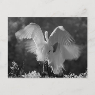 VS, Florida, Grote Zilverreiger (Ardea alba) infra Briefkaart