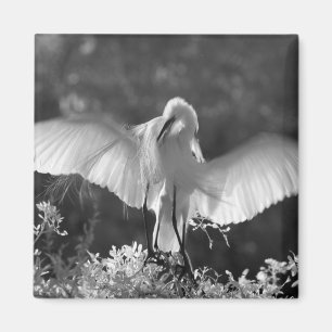 VS, Florida, Grote Zilverreiger (Ardea alba) infra Magneet