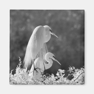 VS, Florida, Grote Zilverreiger (Ardea alba) infra Magneet
