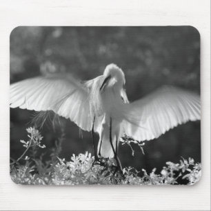 VS, Florida, Grote Zilverreiger (Ardea alba) infra Muismat