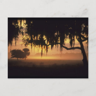 VS, Florida, Lake Kissimmee. zonnebloemsilhouet Briefkaart