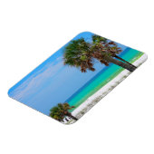 VS, Florida. palmbomen op de maragingkust Magneet (Linkerzijde)