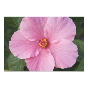 VS, Florida, Sanibel, Hibiscus Rose of Foto Afdruk