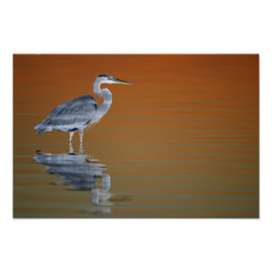 VS, Florida, Sint-Petersburg, Fort de Soto Foto Afdruk