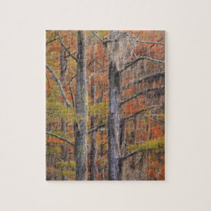 VS, Georgia, George Smith State Park, Cipres Legpuzzel